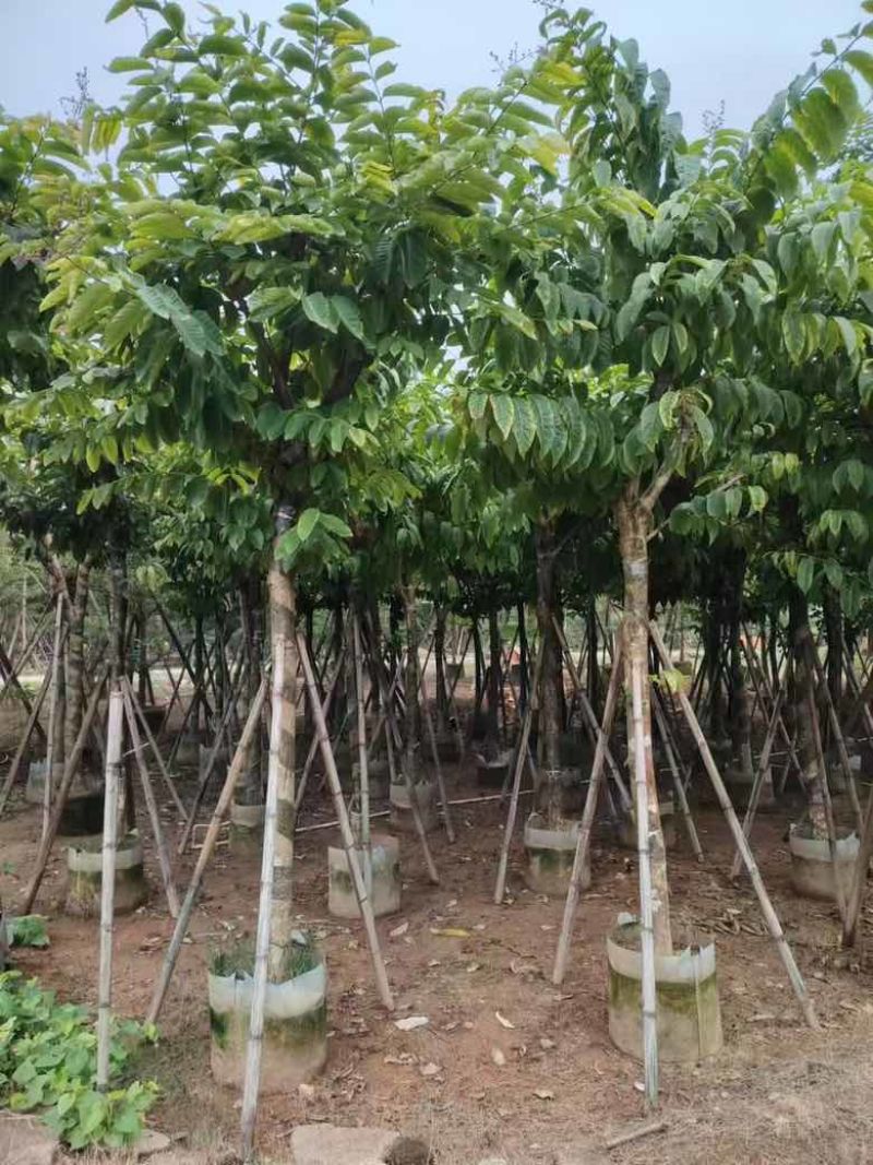 大叶紫薇5-18分，大量低价出售