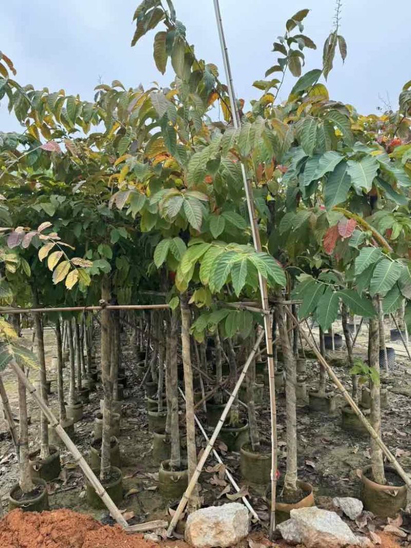 大叶紫薇5-18分，大量低价出售