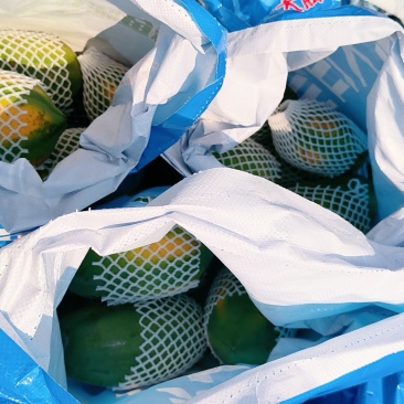 大青木瓜，水果木瓜，广州南沙产区优质农产品