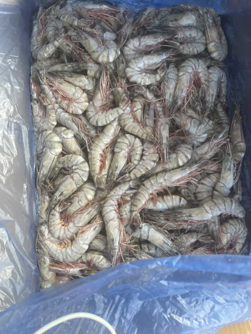 印度黑虎虾10-20，16-20大板