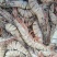 印度黑虎虾10-20，16-20大板