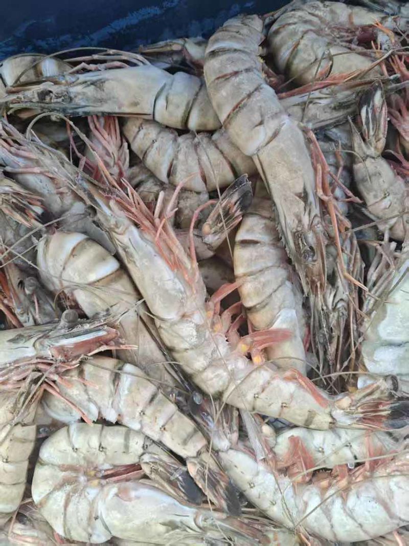 印度黑虎虾10-20，16-20大板