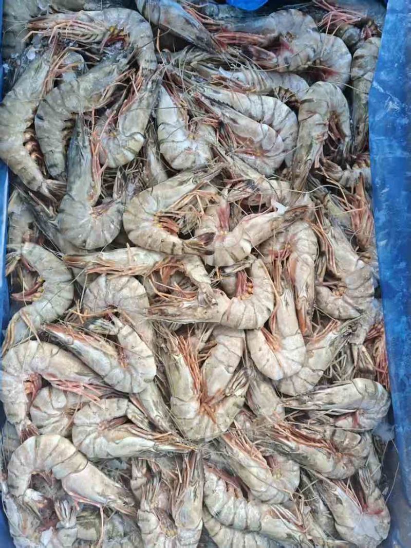 印度黑虎虾10-20，16-20大板
