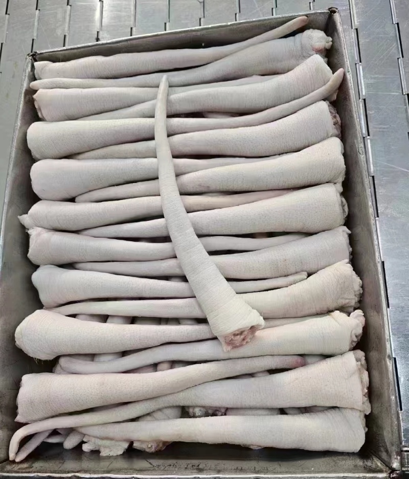 长猪尾巴