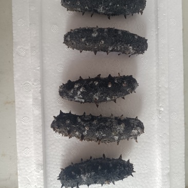 拉缸盐海参