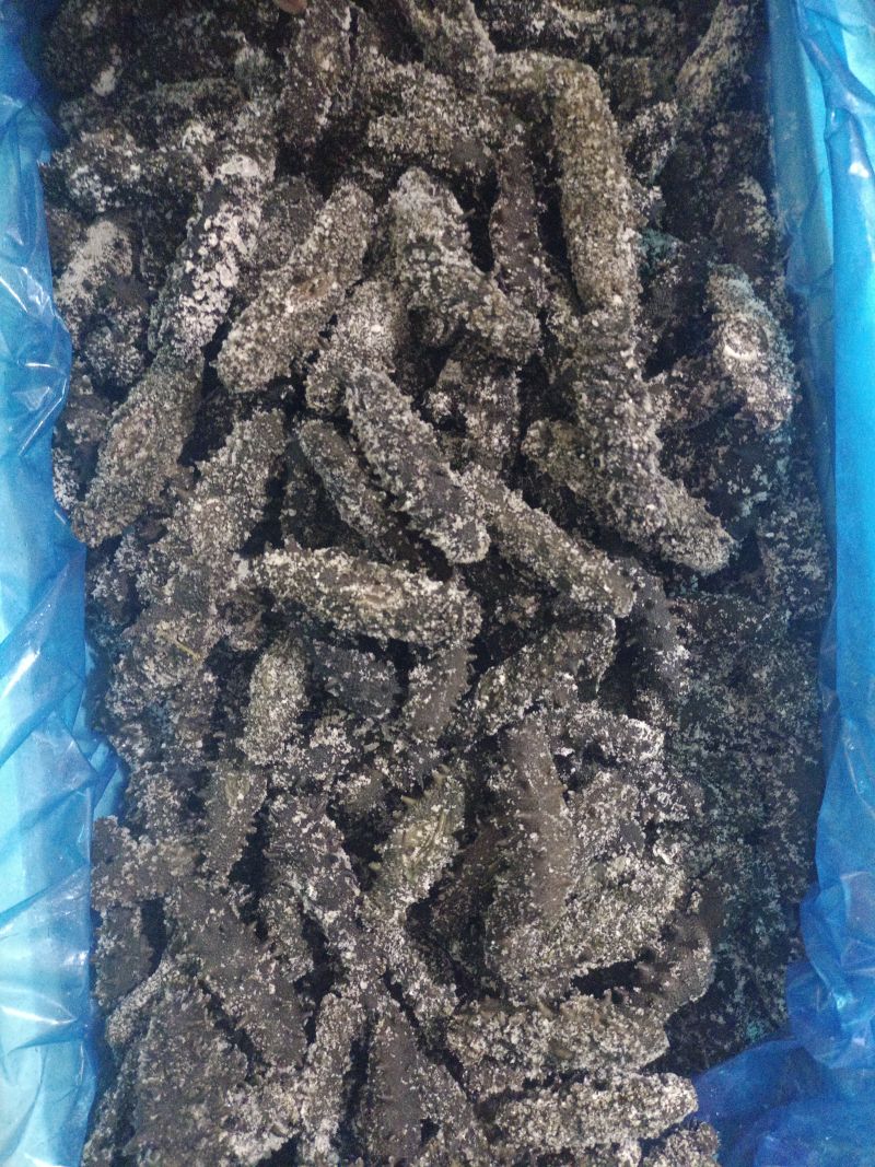 拉缸盐海参