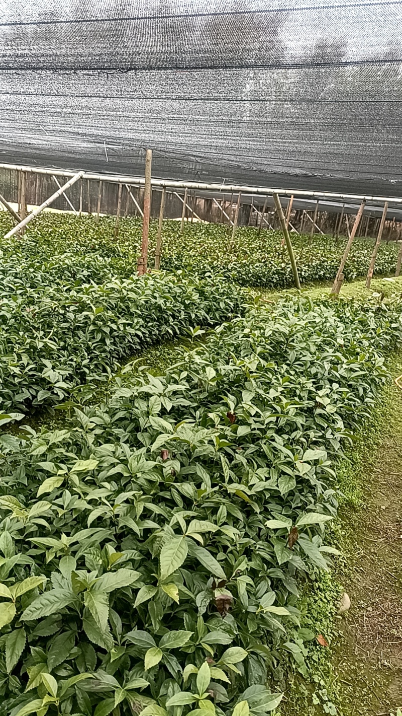 草珊瑚苗一年两年优质品。欢迎实地考察