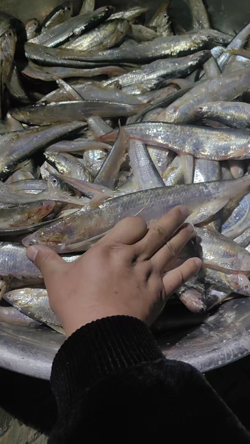 洪泽湖毛刀鱼