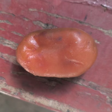 鸡宝