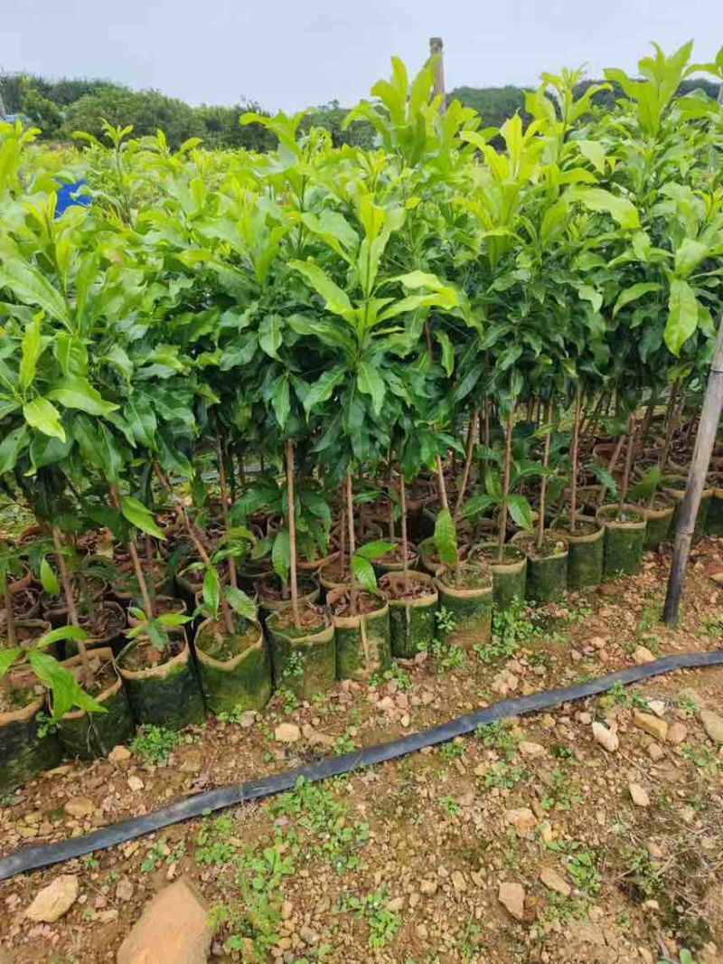 黄宝石黄晶果苗：质优价廉，小投入大回报的果树苗**