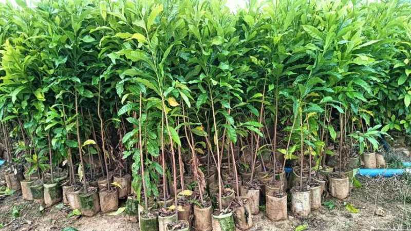 黄宝石黄晶果苗：质优价廉，小投入大回报的果树苗**