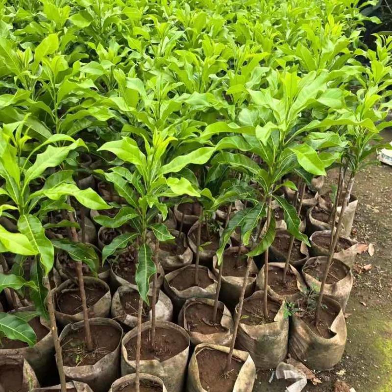 黄宝石黄晶果苗：质优价廉，小投入大回报的果树苗**