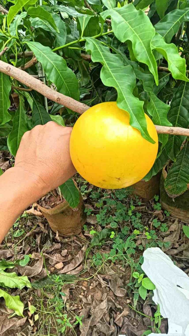 黄宝石黄晶果苗：质优价廉，小投入大回报的果树苗**