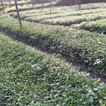 草珊瑚苗无中间商赚差价一年两年优质品。欢迎实地考察