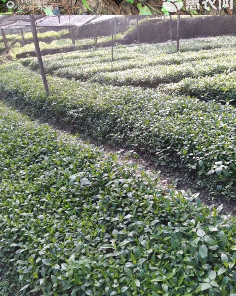 草珊瑚苗无中间商赚差价一年两年优质品。欢迎实地考察