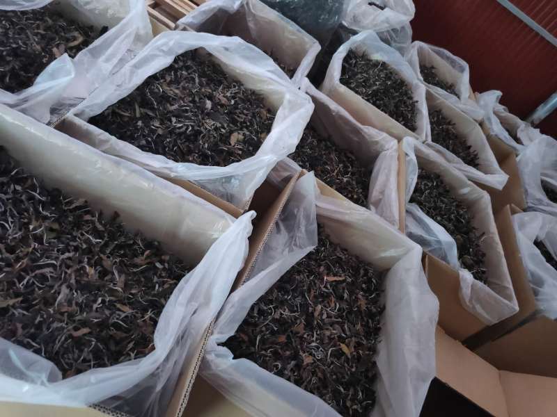 古树白茶