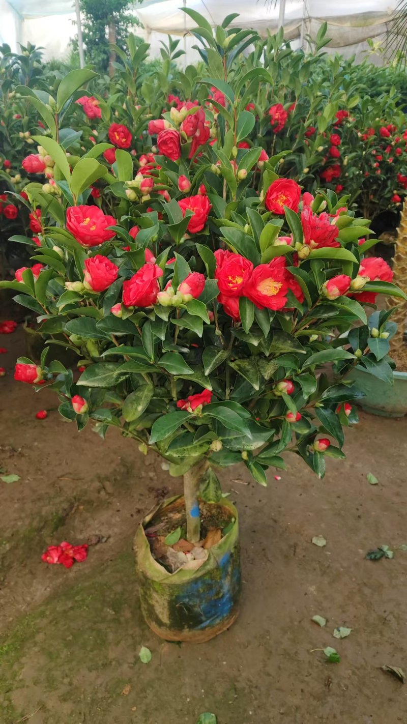 花草