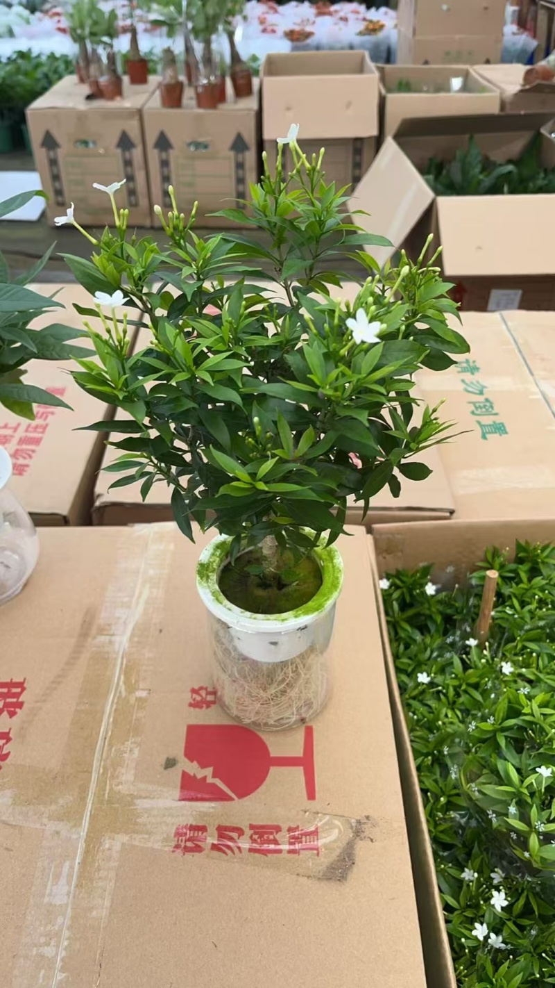 花草