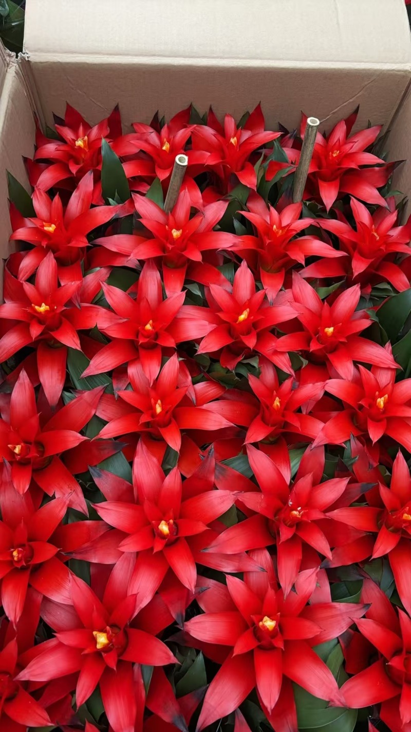 花草
