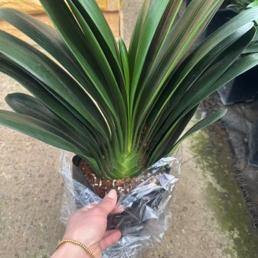 花草