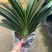 花草