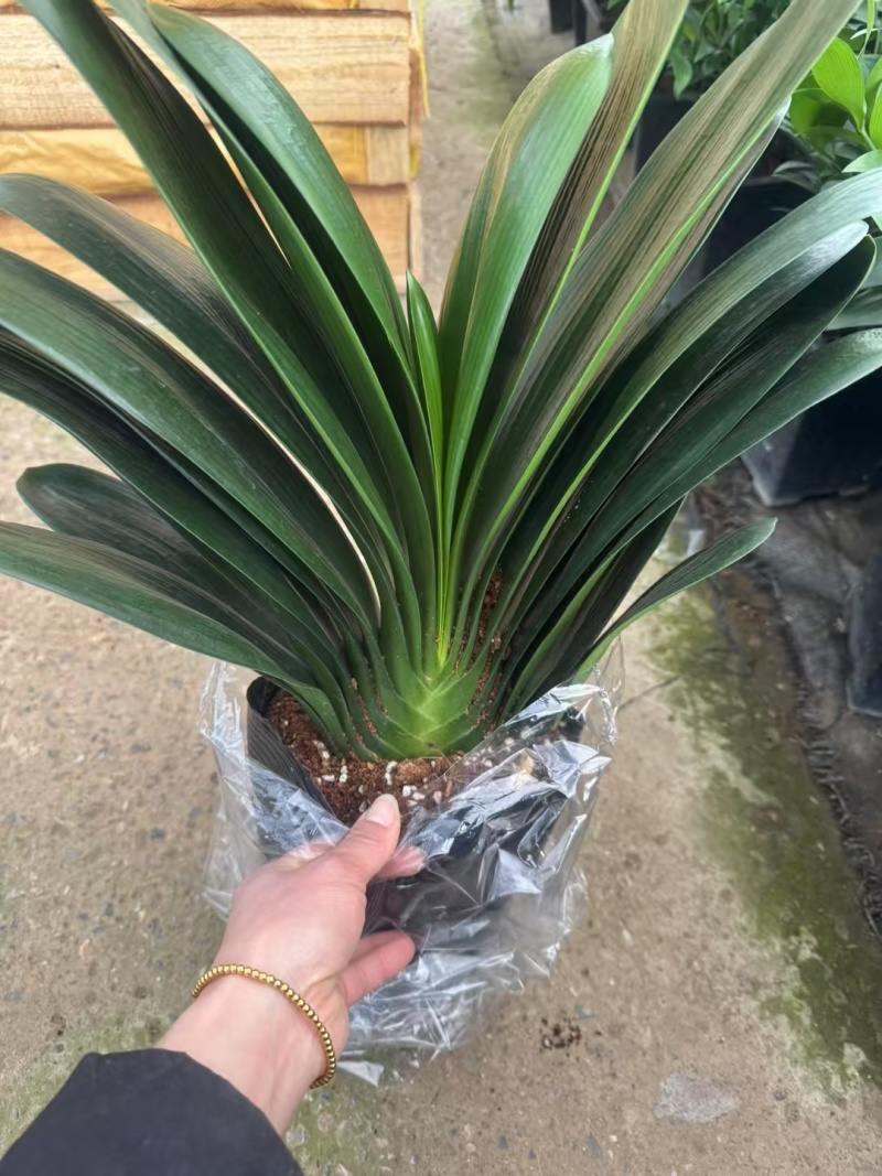 花草