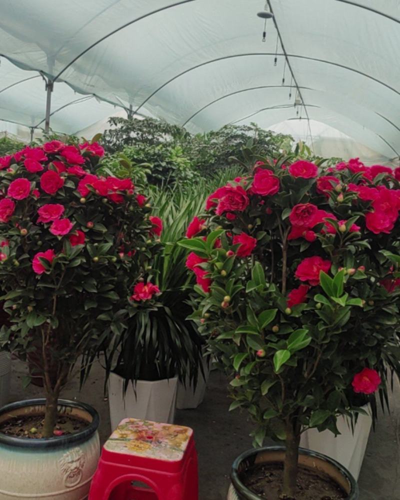 花草