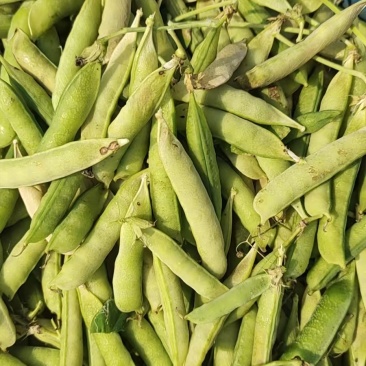 河南豌豆角大量上市量大从优质量保证。欢迎各地老板实地采购。