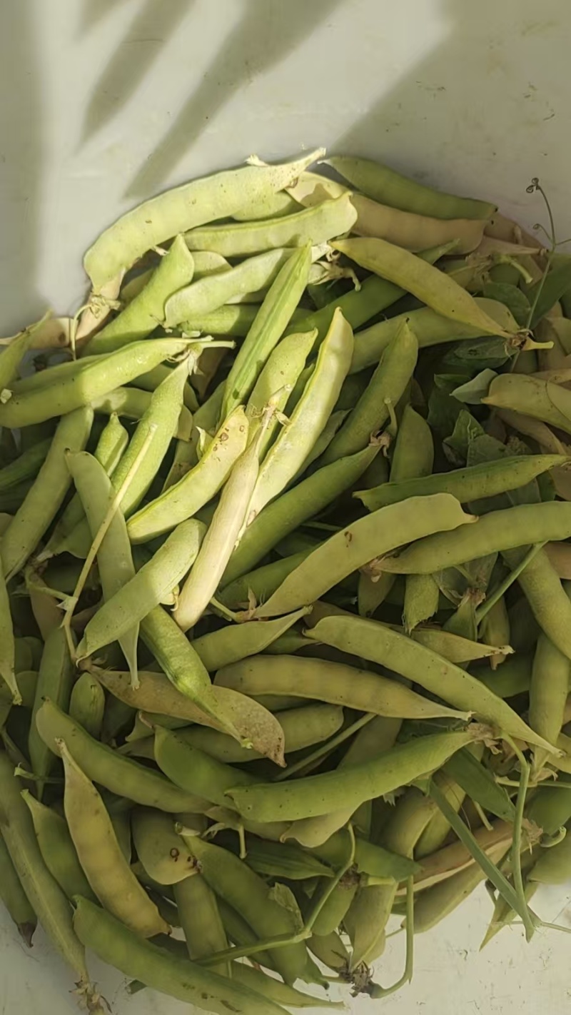 河南豌豆角大量上市量大从优质量保证。欢迎各地老板实地采购。