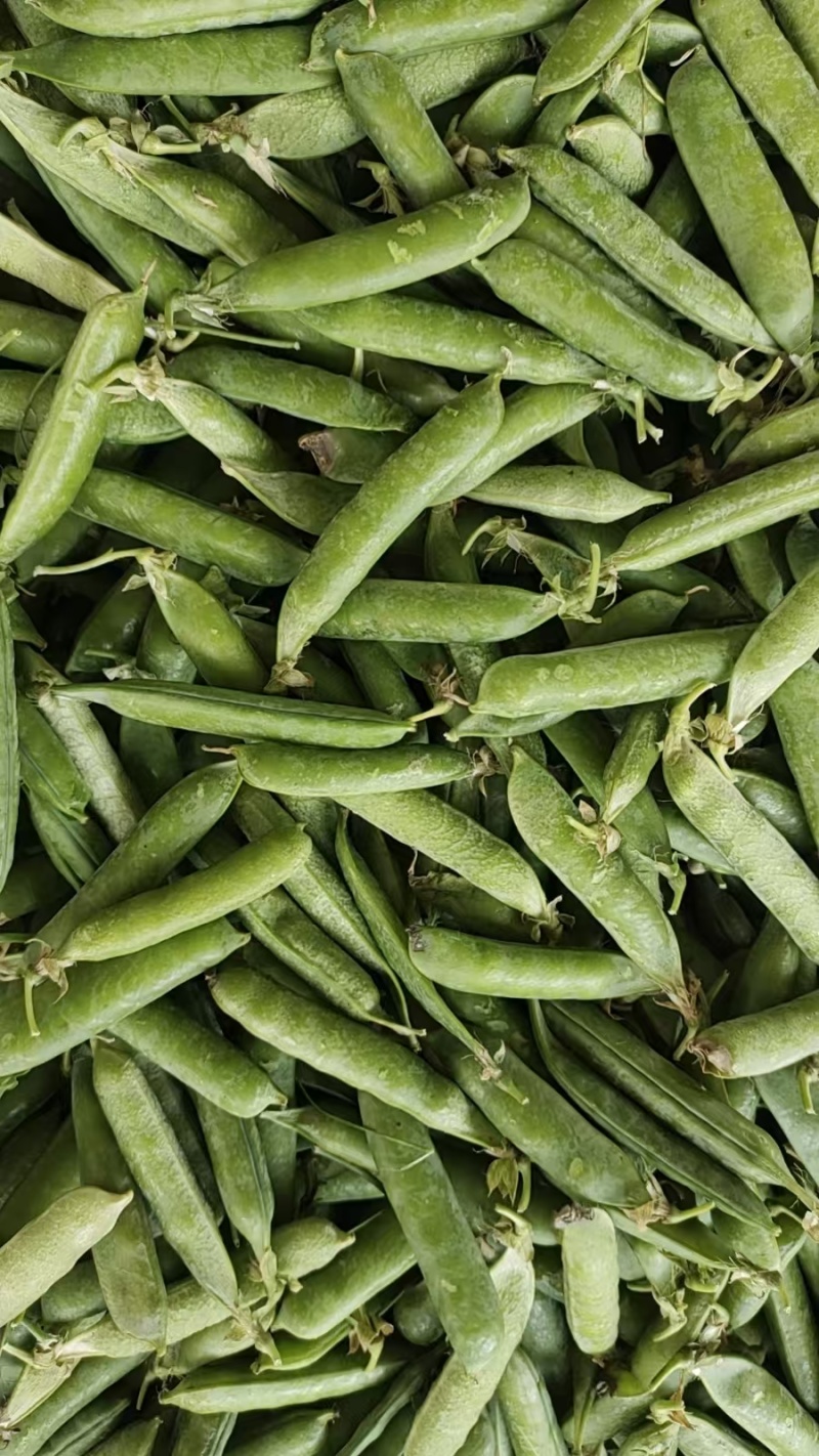 河南豌豆角大量上市量大从优质量保证。欢迎各地老板实地采购。