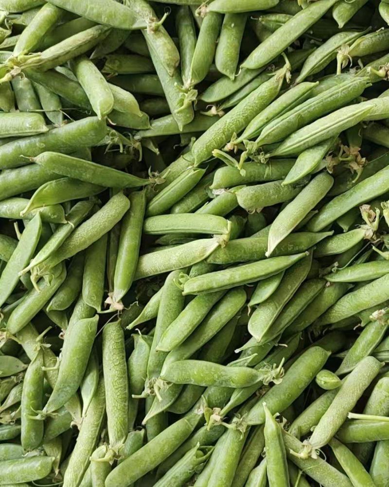 河南豌豆角大量上市量大从优质量保证。欢迎各地老板实地采购。