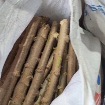 广西黄心木薯种苗，华南9号木薯种苗，基地直发需要联系。。。。