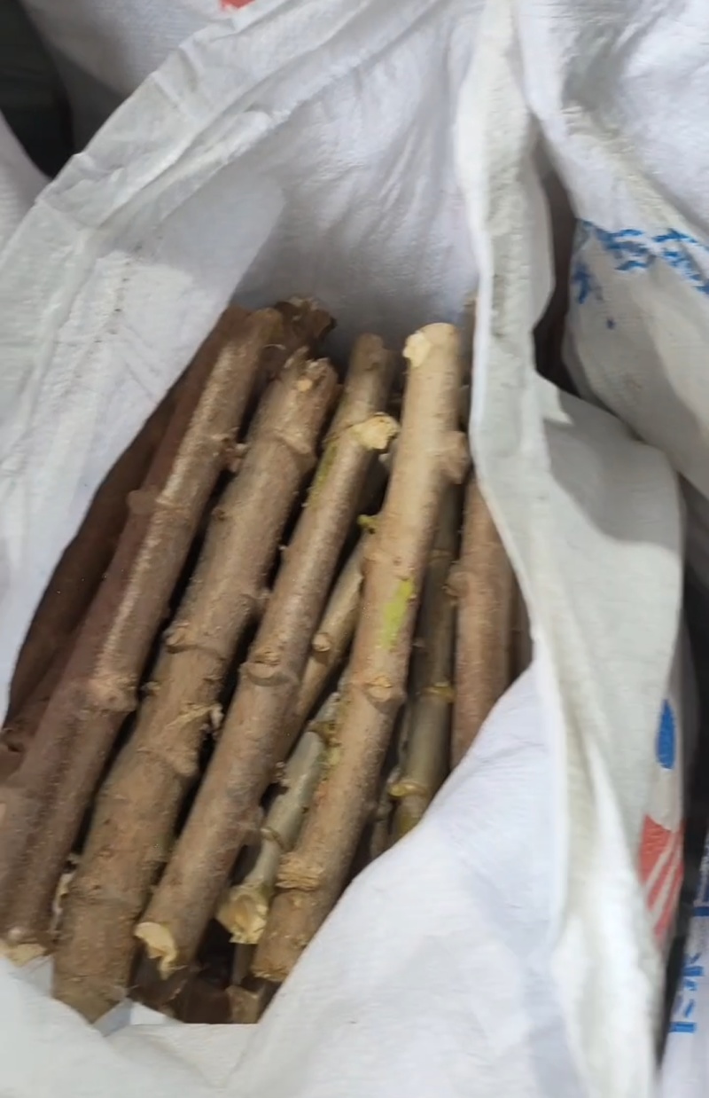 广西黄心木薯种苗，华南9号木薯种苗，基地直发需要联系。。。。