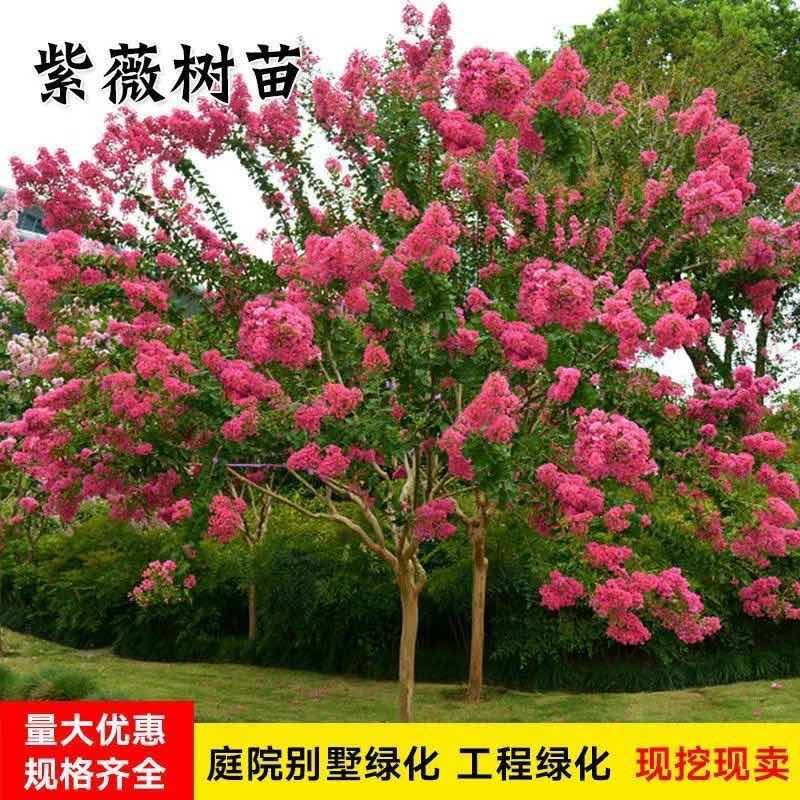 紫薇树苗红花紫薇各种绿化苗木