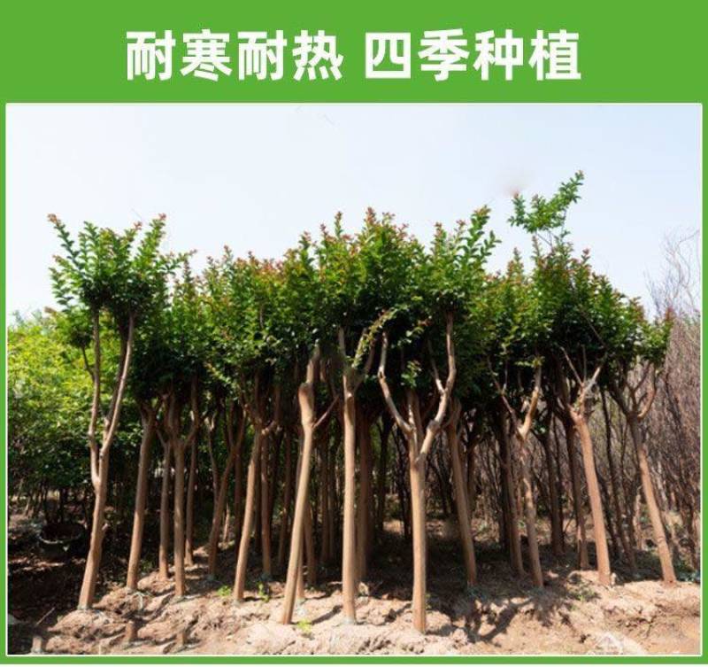 紫薇树苗红花紫薇各种绿化苗木