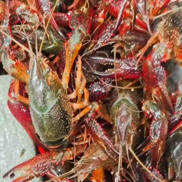 湖北潜江小龙虾批发