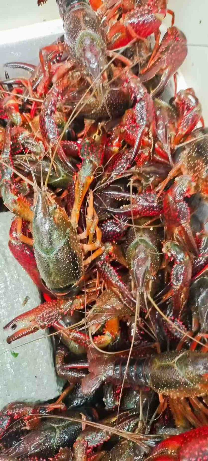 湖北潜江小龙虾批发