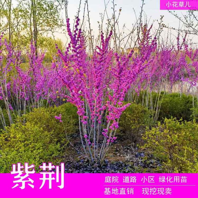 紫荆花树苗大门风景树庭院四季常青紫荆花老桩遮阳耐热耐寒室外