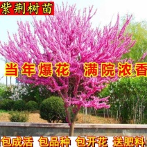 紫荆花树苗大门风景树庭院四季常青紫荆花老桩遮阳耐热耐寒室外