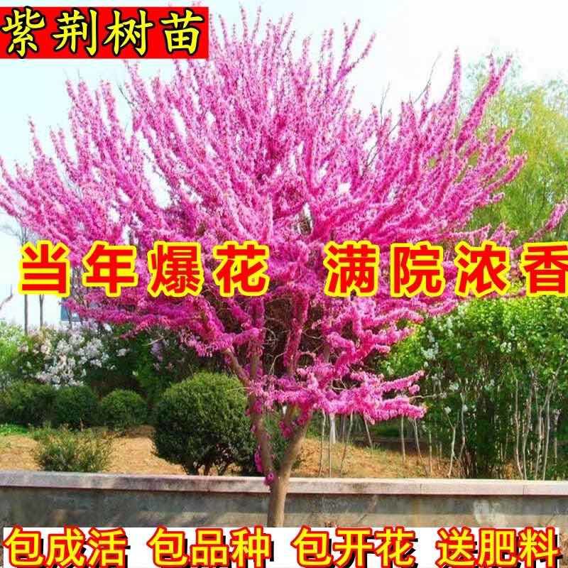 紫荆花树苗大门风景树庭院四季常青紫荆花老桩遮阳耐热耐寒室外
