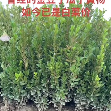 小叶黄杨苗瓜子黄杨苗法国冬青苗冬青苗金边黄杨庭院绿篱树苗