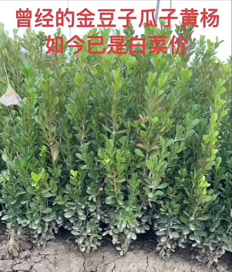 小叶黄杨苗瓜子黄杨苗法国冬青苗冬青苗金边黄杨庭院绿篱树苗