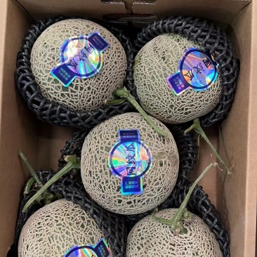 网纹瓜……大量有货……量大优惠