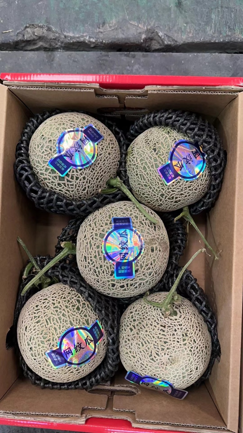 网纹瓜……大量有货……量大优惠