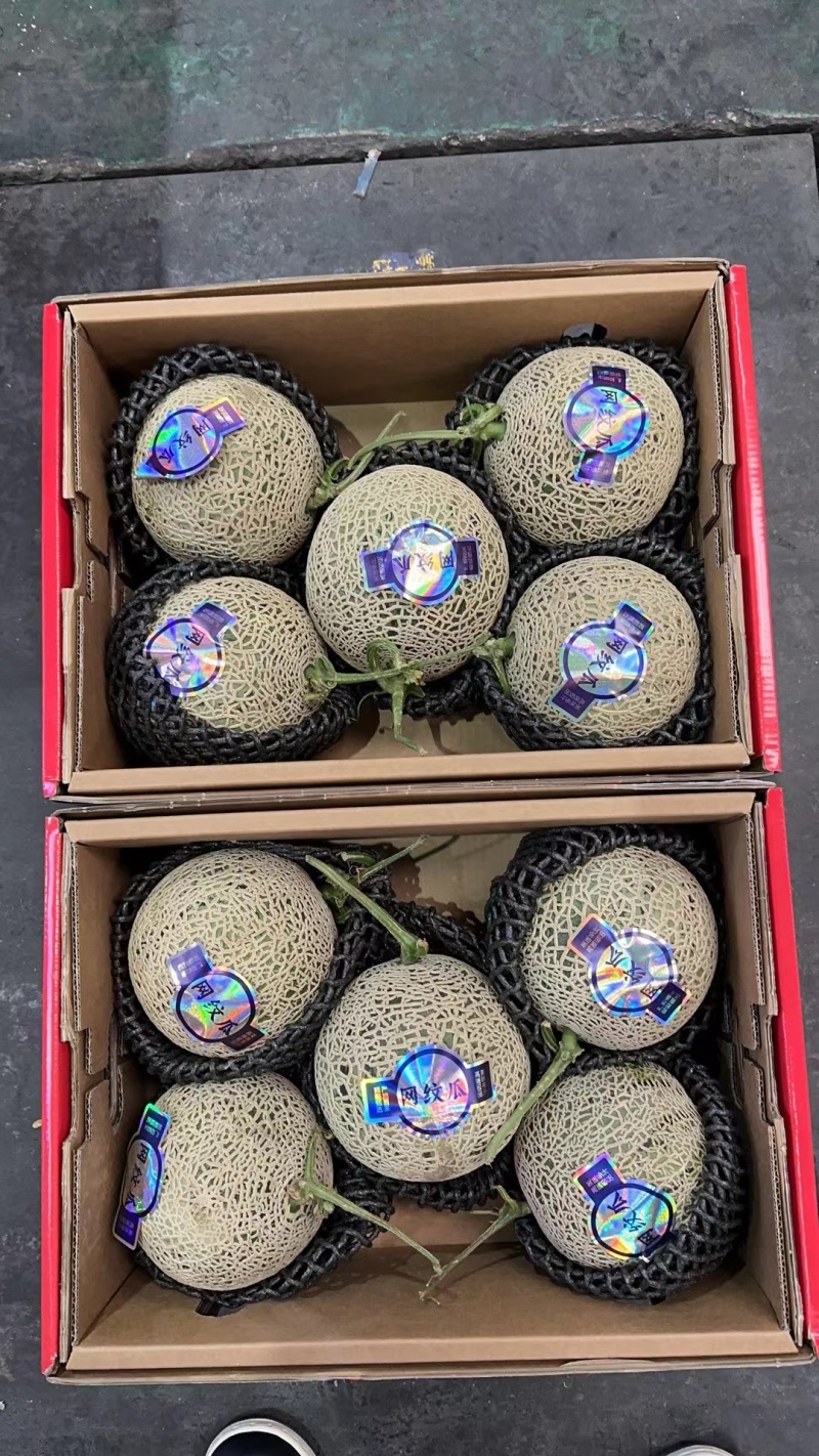 网纹瓜……大量有货……量大优惠