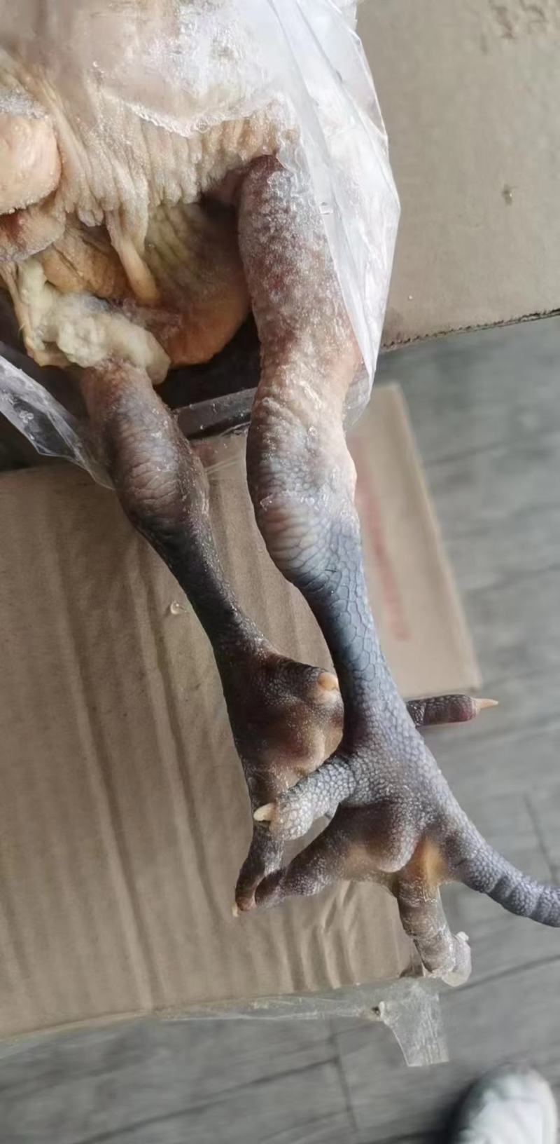 青脚麻母