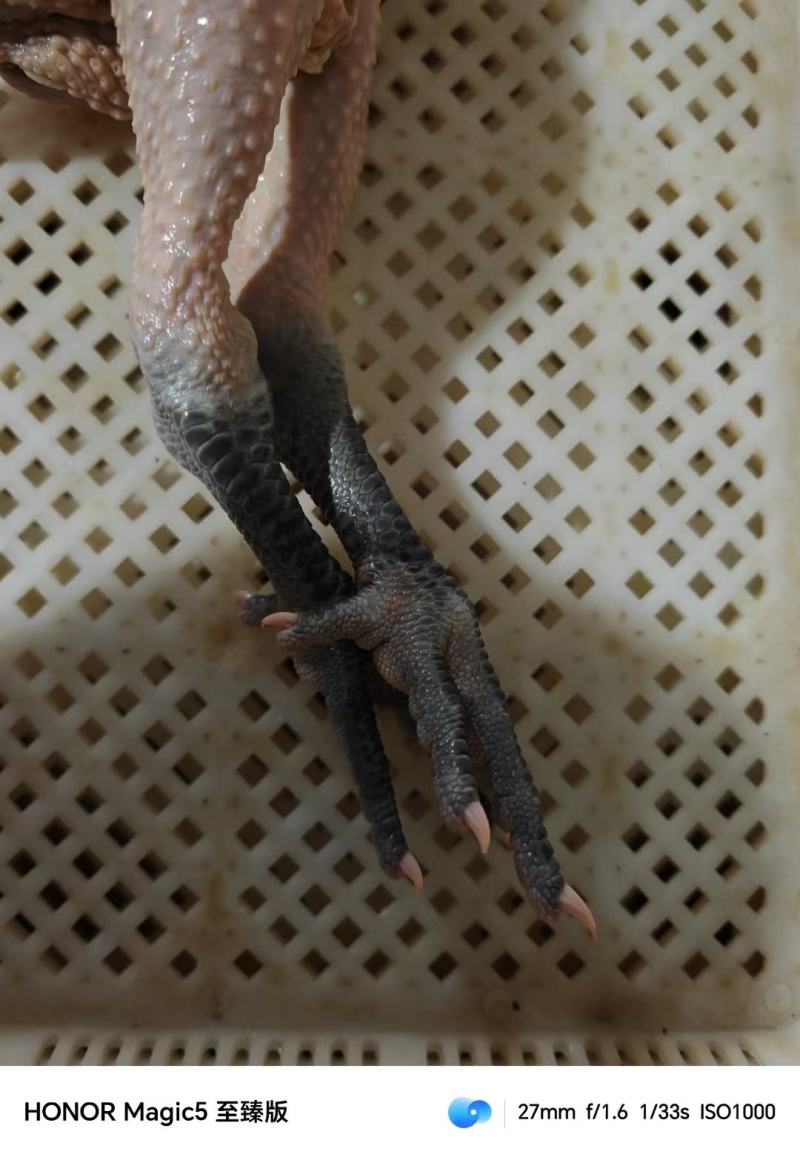 青脚麻母