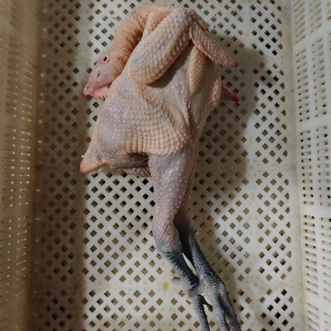 青脚麻母