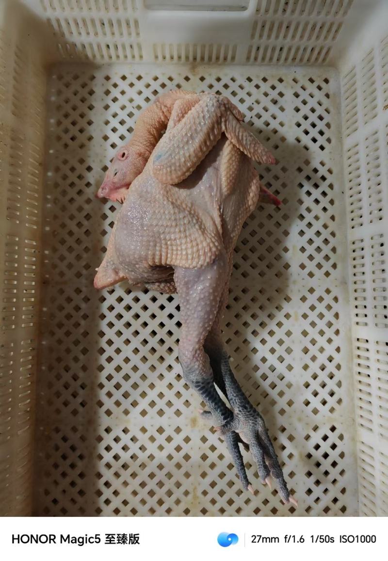 青脚麻母
