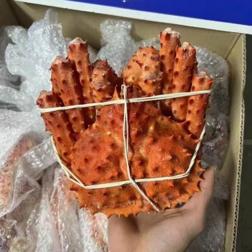 帝王蟹